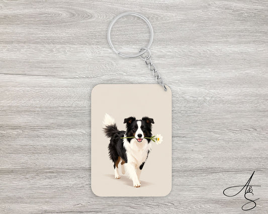 Border collie